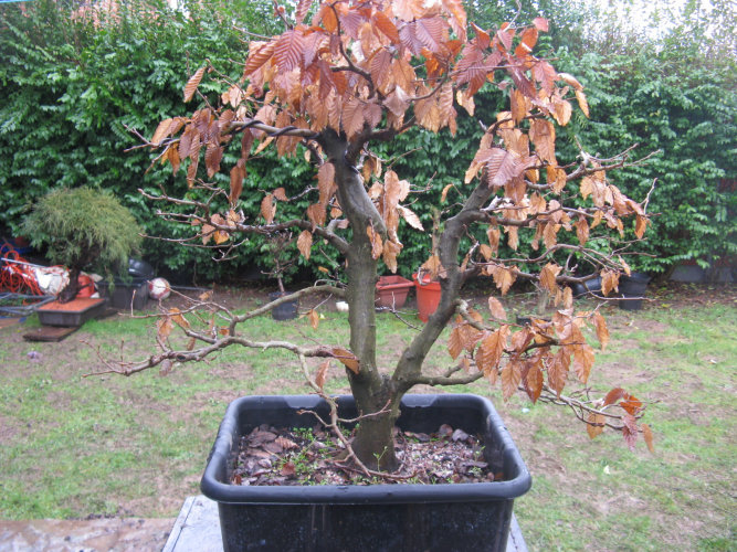 hornbeam bonsai
